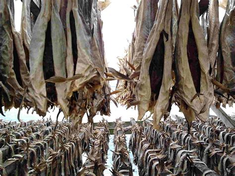 Stockfish – Northern Fish Codfish