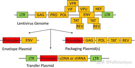 慢病毒包装原理、包装质粒、包装系统和包装步骤 知乎