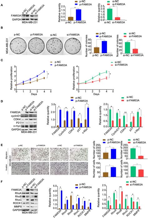 Fam A Promotes Proliferation Migration And Invasion In P Mutant