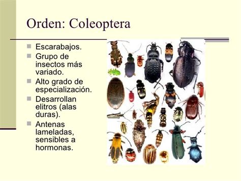 Clase Hexapoda Insectos