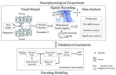 Schematic Diagram Depicting Experimental Design And Data Analysis The