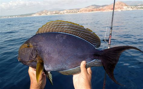 Yellowfin Surgeonfish Mexico Fish Birds Crabs Marine Life