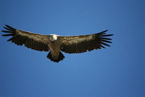 Vautour 1 Photo Et Image Animaux Animaux Sauvages Oiseaux Images