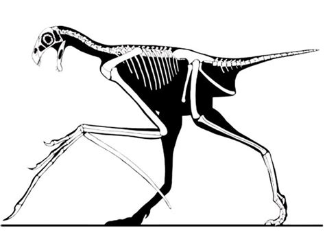 Meet Yi qi, the dinosaur with bat-like wings and | Earth Archives