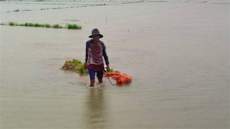 BREAKING NEWS Puluhan Hektare Sawah Di Indramayu Terendam Banjir