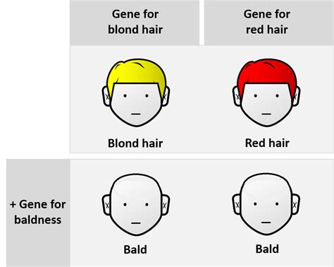 More Complex Genetics Blood Type Pleiotropy Epistasis And Polygenic