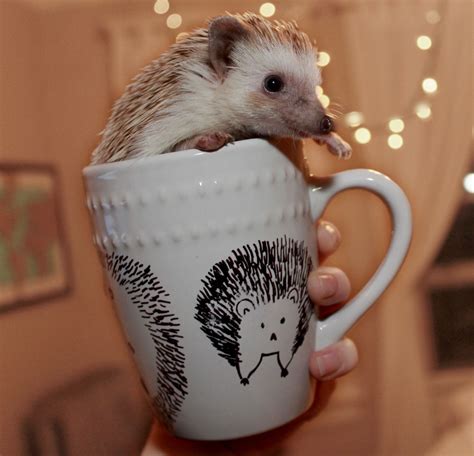 Hedgehog In A Mug Cute Hedgehog Hedgehog Pet Baby Hedgehog