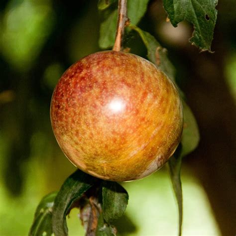 Dapple Dandy Plumcot Tree Gurney S Seed Nursery Co