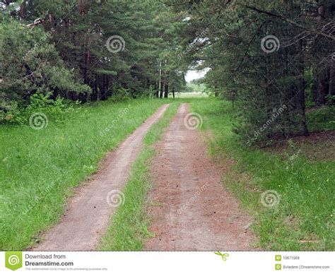 Wood Road Stock Image Image Of Road Pines Trees Landscape 10671569