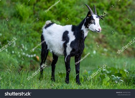 Brown And White Goats Images Stock Photos Vectors Shutterstock