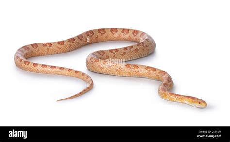 Adult Amel Cornsnake Aka Elaphe Guttataor Pantherophis Guttatus Snake