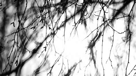 Sunlight BW Twigs HD wallpaper | nature and landscape | Wallpaper Better