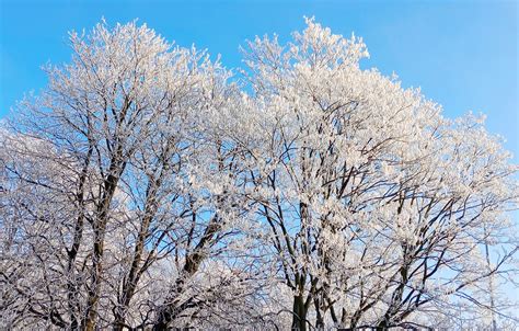 Wallpaper white, forest, snow, tree, frost for mobile and desktop ...