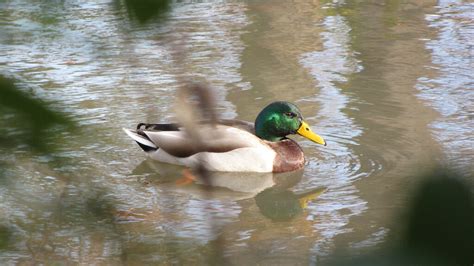 Mallard From Randol Mill Park W Randol Mill Rd Arlington Tx