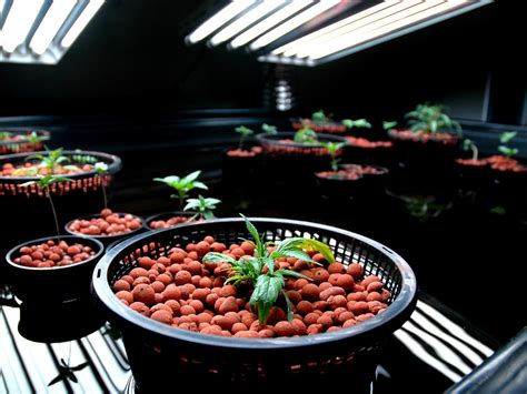 5 Important Facts About Hydroponics Marijuana Systems