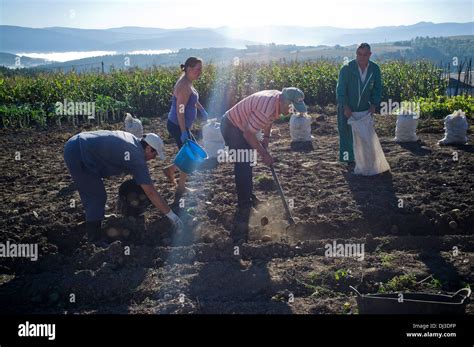 Familia campesina cosechando papas en asturias fotografías e imágenes