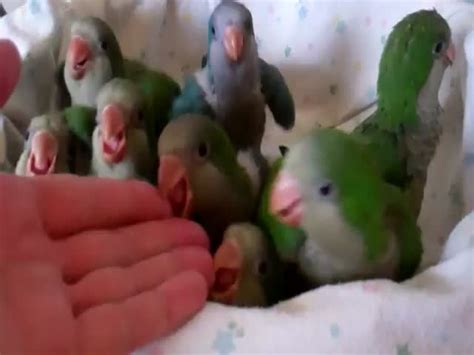 Baby Parrots