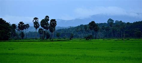 Lush Green Paddy Fields And Palmyra Palms Of Palakkad Kerala During