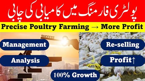 Precise Farming Leads More Profit In Poultry Farming How To Earn