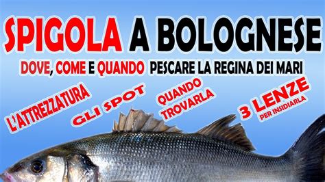 Pesca Della Spigola A Bolognese Con Bigattino E Gamberetto