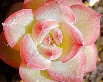 Seeds Echeveria Monroe X Laui New Hybrid Seed Rare Succulent Pink