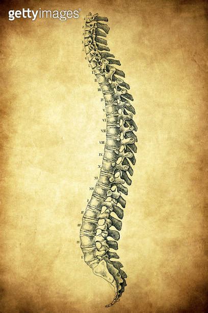 Human Spine 이미지 1733219702 게티이미지뱅크