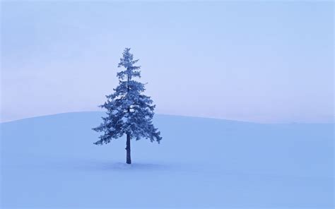 Wallpaper Landscape Sky Snow Winter Branch Ice Frost Spruce