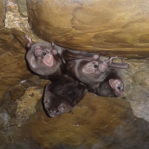 Vampiro Pata Peluda Mam Feros De Guanajuato Inaturalist Mexico