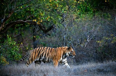 Royal Bengal Tiger Spotted In Odisha S Debrigarh Wildlife Sanctuary For