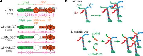 Laminin Binding Linker Proteins A Protein Domains Of Full Length