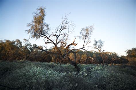 Australian Environmental Humanities Hub CFP Performing Plants