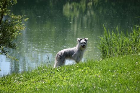 Lien Elevage Du Val Des Belettes Eleveur De Chiens Berger Des