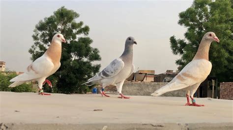 Racing Pigeons Training In Pakistan Kalapati Racer Pigeon