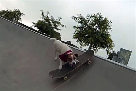 Skateboarding Dog Is Better at Skateboarding Than Most Humans