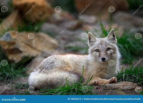 Corsac Fox, Vulpes Corsac, In The Nature Stone Mountain Habitat, Found ...