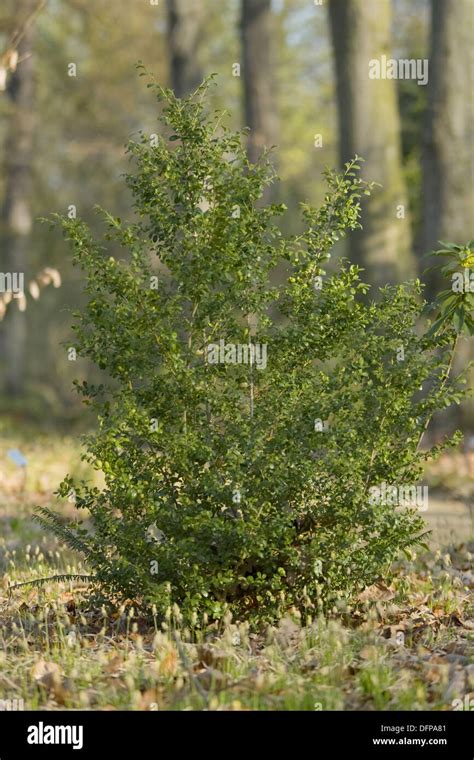 Common Box Buxus Sempervirens Stock Photo Alamy