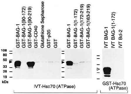 BAG 1 Binds To The ATPase Domain Of Hsp Hsc70 BAG 1 Interactions With