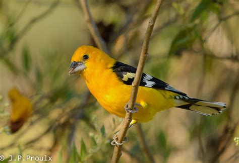 Cardinal Jaune Yellow Grosbeak Rancho Primavera Mx Flickr