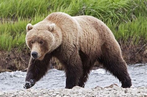 20 Fun Facts About Grizzly Bears Tail And Fur