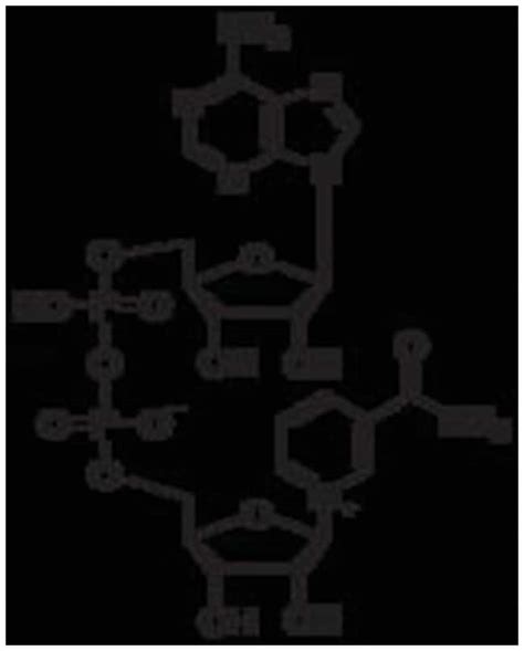 MP Biomedicals β Nicotinamide Adenine Dinucleotide Oxidized Form MP