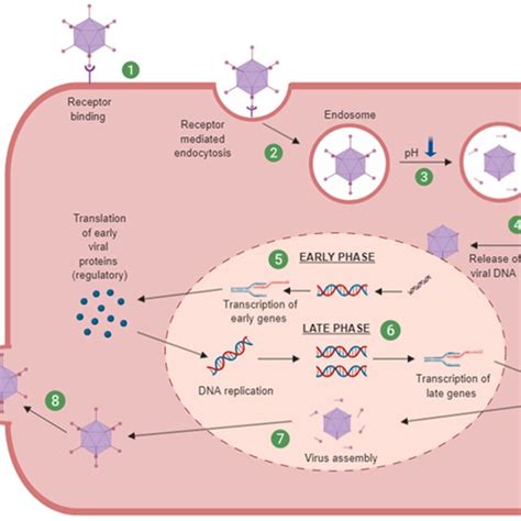 Adenovirus Replication Cycle Virus Attachment To Receptors On The