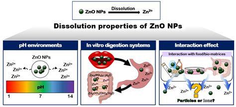 Ijms Free Full Text Food Additive Zinc Oxide Nanoparticles