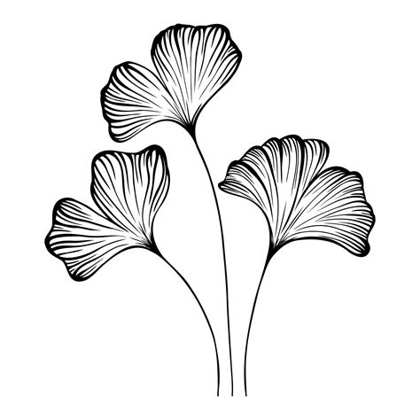 Premium Vector Hand Drawn Ginko Biloba Black And White Line Drawing