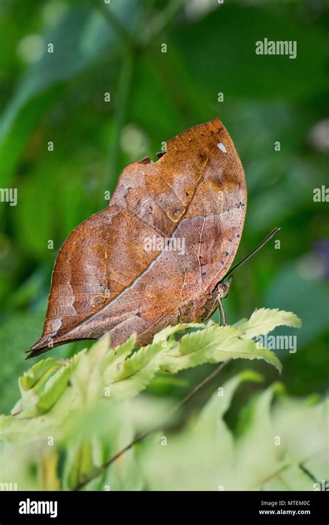 Autumn Leaf Wing Butterfly Doleschallia Bisaltide Beautiful