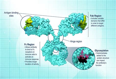 Monoclonal Antibody Amgen