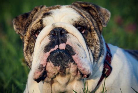 Find the Perfect Match: 130 Top Bulldog Names to Suit Your Pup's Unique Style! - Rocky Kanaka