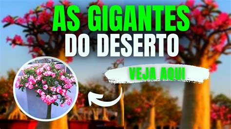 Rosa Do Deserto Grande As Lindas Rosas Do Deserto Grande Youtube