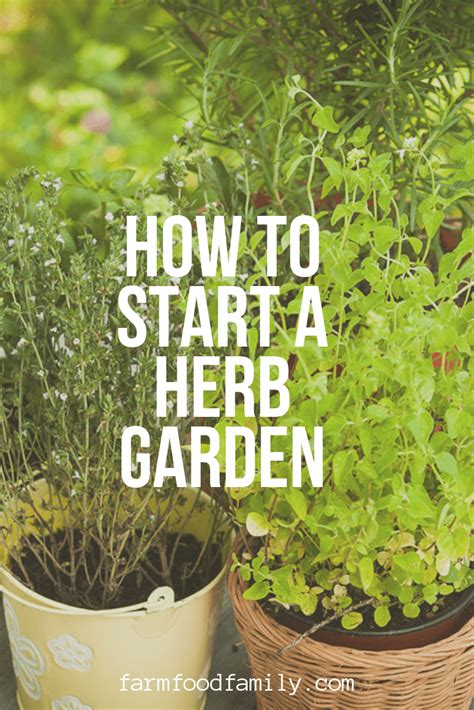 Herb Growing For Beginners Beautiful Insanity