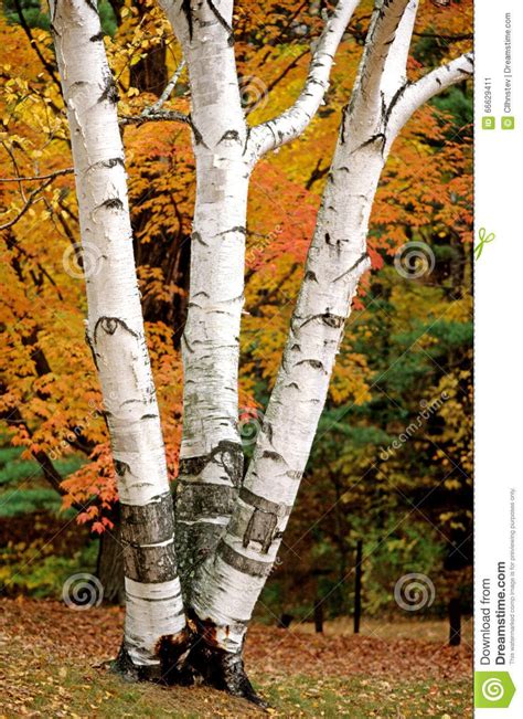 White Birch Tree in Autumn | Three Peeling Trunks - 66629411