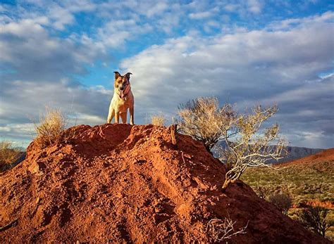 Photo Essay: Desert dogs - The Independent | News Events Opinion More